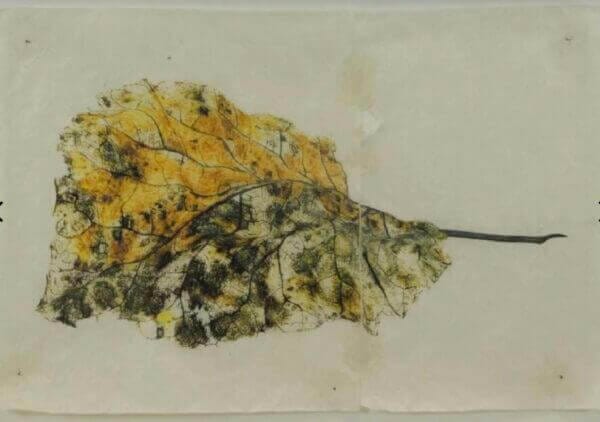 Mike and Doug Starn Untitled Leaf